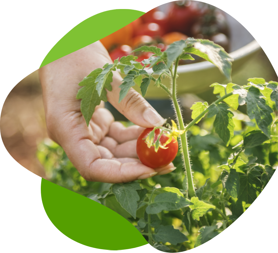 Egetar Sertifikasyon